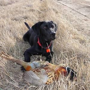 Meet your Posher, Kellie